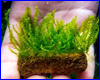  , Pearl Moss - Blepharostoma trichophyllum.