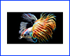 Картина Betta fish, 21х30 см, півник коронохвіст мультиколор. Картина Betta fish, 21х30 см, півник коронохвіст мультиколор.