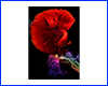 Картина Betta fish, 21х30 см, півник півмісяць червоний. Картина Betta fish, 21х30 см, півник півмісяць червоний.