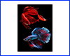 Картина Betta fish, 20х30 см, півник вуалевий та півник півмісяць. Картина Betta fish, 20х30 см, півник вуалевий та півник півмісяць.