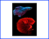 Картина Betta fish, 20х30 см, півник двовостий та півник півмісяць. Картина Betta fish, 20х30 см, півник двовостий та півник півмісяць.