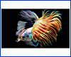 Картина Betta fish, 40х60 см, півник коронохвіст мультиколор. Картина Betta fish, 40х60 см, півник коронохвіст мультиколор.
