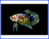Картина Betta fish, 40х60 см, півник плакат мармуровий. Картина Betta fish, 40х60 см, півник плакат мармуровий.