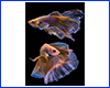 Картина Betta fish, 40х60 см, півник вуалєвий різнокольоровий. Картина Betta fish, 40х60 см, півник вуалєвий різнокольоровий.