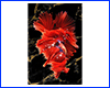 Картина Betta fish, 40х59.3 см, півник розахвіст червоний. Картина Betta fish, 40х59.3 см, півник розахвіст червоний.
