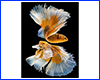 Картина Betta fish, 40х60 см, петушок слоноухий золотисто-белый. Картина Betta fish, 40х60 см, петушок слоноухий золотисто-белый.