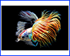 Картина Betta fish, 60х80 см, півник коронохвіст мультиколор. Картина Betta fish, 60х80 см, півник коронохвіст мультиколор.