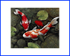 Картина Koi, 30х30 см, Кої в ставку. Картина Koi, 30х30 см, Кої в ставку.