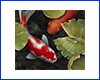 Картина Koi, 30х30 см, короп і латаття у ставку. Картина Koi, 30х30 см, короп і латаття у ставку.