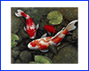 Картина Koi, 40х40 см, Кої в ставку. Картина Koi, 40х40 см, Кої в ставку.