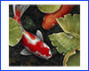 Картина Koi, 50х50 см, короп і латаття в ставку. Картина Koi, 50х50 см, короп і латаття в ставку.