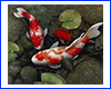 Картина Koi, 60х60 см, Кої в ставку. Картина Koi, 60х60 см, Кої в ставку.