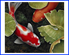 Картина Koi, 60х60 см, короп і латаття в ставку. Картина Koi, 60х60 см, короп і латаття в ставку.