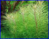  , Pogostemon erectus.
