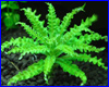 Акваріумна рослина, Pogostemon helferi. Акваріумна рослина, Pogostemon helferi.