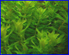 Акваріумна рослина, Pogostemon stellatus "Narrow Leaf". Акваріумна рослина, Pogostemon stellatus "Narrow Leaf".