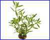 Акваріумна рослина, Proserpinaca palustris. Акваріумна рослина, Proserpinaca palustris.
