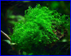 Аквариумное растение, Amblystegiaceae sp. Manaus - Queen moss. Аквариумное растение, Amblystegiaceae sp. Manaus - Queen moss.