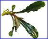 Акваріумна рослина, Bucephalandra sp. Palm Tree, Daerah Sanggau. Акваріумна рослина, Bucephalandra sp. Palm Tree, Daerah Sanggau.