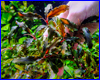 Акваріумна рослина, Bucephalandra sp. Sintang, West Kalimantan. Акваріумна рослина, Bucephalandra sp. Sintang, West Kalimantan.