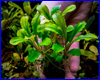 Акваріумна рослина, Bucephalandra sp. Sintang 2006. Акваріумна рослина, Bucephalandra sp. Sintang 2006.