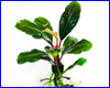 Аквариумное растение, Bucephalandra cf. motleyana Sungai Ayak. Аквариумное растение, Bucephalandra cf. motleyana Sungai Ayak.
