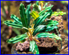 Аквариумное растение, Bucephalandra sp. Blue Bell. Аквариумное растение, Bucephalandra sp. Blue Bell.