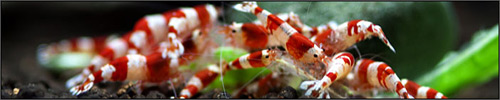 Takayuki Shirakura -        Crystal Red Shrimp.
