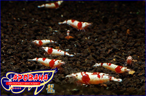  Crystal Red Shrimp    . 