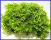  , Riccardia Chamedryfolia.