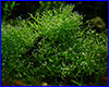 Акваріумна рослина, Riccia dwarf. Акваріумна рослина, Riccia dwarf.