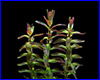 Акваріумна рослина, Rotala Macranda mini type 2. Акваріумна рослина, Rotala Macranda mini type 2.