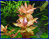 Акваріумна рослина, Rotala macrandra "Variegated". Акваріумна рослина, Rotala macrandra "Variegated".