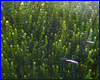 Акваріумна рослина, Rotala perls. Акваріумна рослина, Rotala perls.