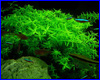 Акваріумна рослина, Rotala Rotundifolia sp. Green. Акваріумна рослина, Rotala Rotundifolia sp. Green.