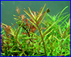 Акваріумна рослина, Rotala Singapore. Акваріумна рослина, Rotala Singapore.