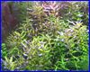 Акваріумна рослина, Rotala sp. minima. Акваріумна рослина, Rotala sp. minima.
