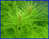Акваріумна рослина, Rotala sp. Nanjenshan. Акваріумна рослина, Rotala sp. Nanjenshan.
