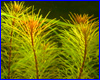 Акваріумна рослина, Rotala wallichii sp. Vietnam. Акваріумна рослина, Rotala wallichii sp. Vietnam.