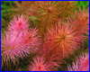 Акваріумна рослина, Rotala wallichii. Акваріумна рослина, Rotala wallichii.