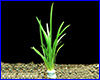 Акваріумна рослина, Sagittaria subulata. Акваріумна рослина, Sagittaria subulata.