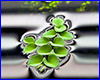 Акваріумна рослина, Salvinia cucullata. Акваріумна рослина, Salvinia cucullata.