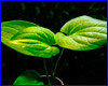  , Saururus cernuus.