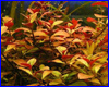  , Ludwigia senegalensis.