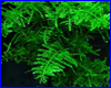 Аквариумное растение, Singapore Moss Vesicularia dubyana. Аквариумное растение, Singapore Moss Vesicularia dubyana.