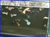  -2007.  .