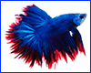 Вінілова наклейка Betta fish, N1300I. Вінілова наклейка Betta fish, N1300I.