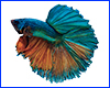 Вінілова наклейка Betta fish, N1300K. Вінілова наклейка Betta fish, N1300K.