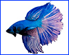 Вінілова наклейка Betta fish, N1300M. Вінілова наклейка Betta fish, N1300M.