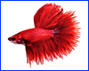 Вінілова наклейка Betta fish, N1300N. Вінілова наклейка Betta fish, N1300N.